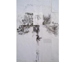 Semilla de la tolerancia